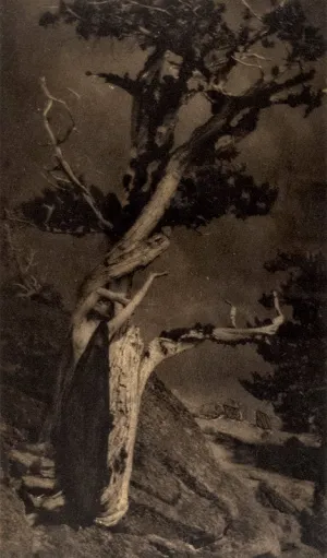 The Dying Cedar
